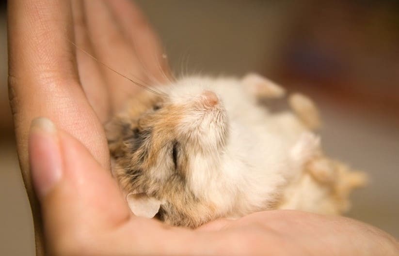 Cách trị bệnh cho hamster - Cách nuôi hamster