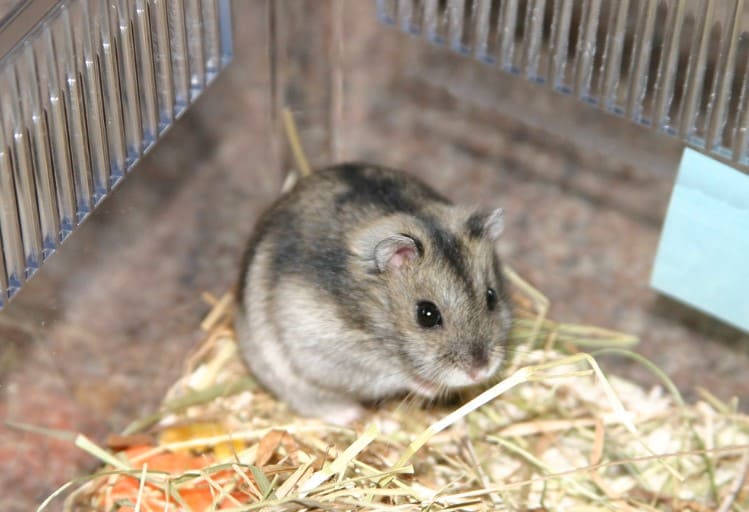 Hamster ăn gì - Cách nuôi hamster tại nhà