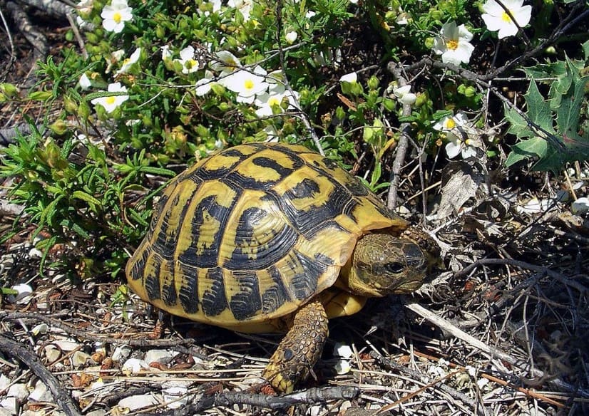 Hình ảnh Rùa Hy Lạp – Hermann Tortoise