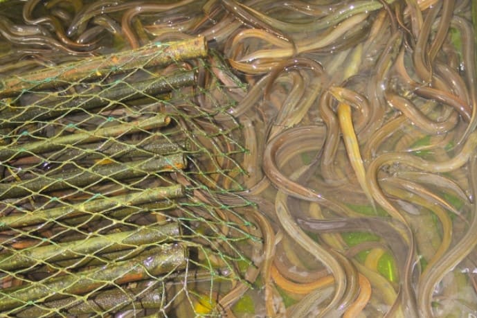 Hướng dẫn kỹ thuật nuôi lươn tại nhà