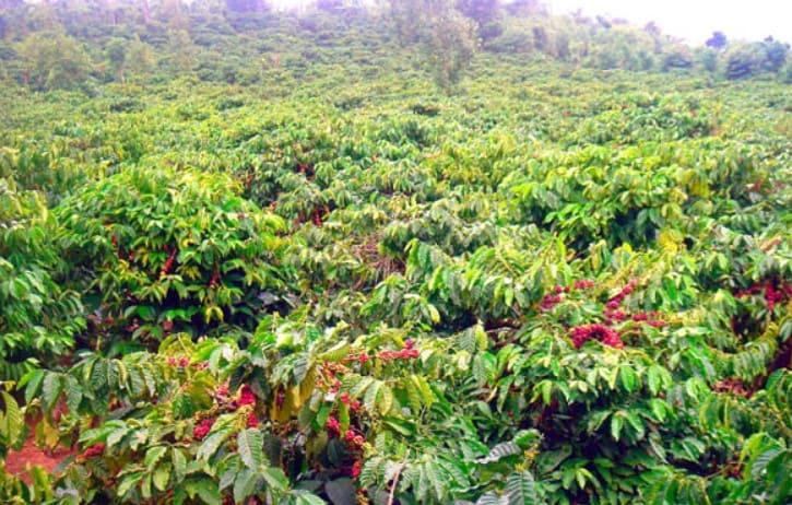 1 ha trồng được bao nhiêu cây cà phê