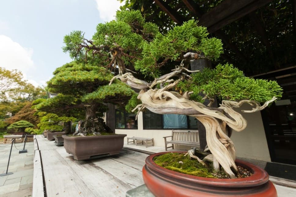 Hình ảnh cây bonsai đẹp trước nhà