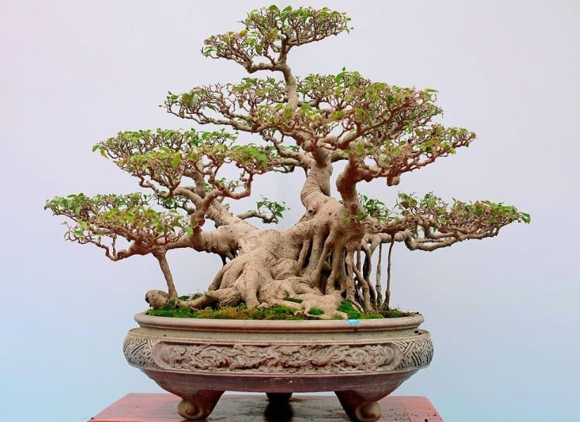 Thế cây Bonsai đẹp được nhiều người yêu thích