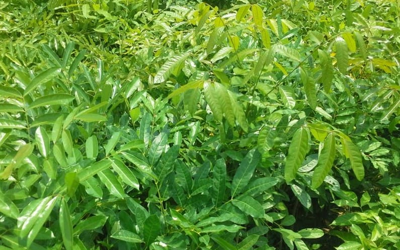 Hình ảnh lá cây xà cừ – lá cây xà cừ có tác dụng gì