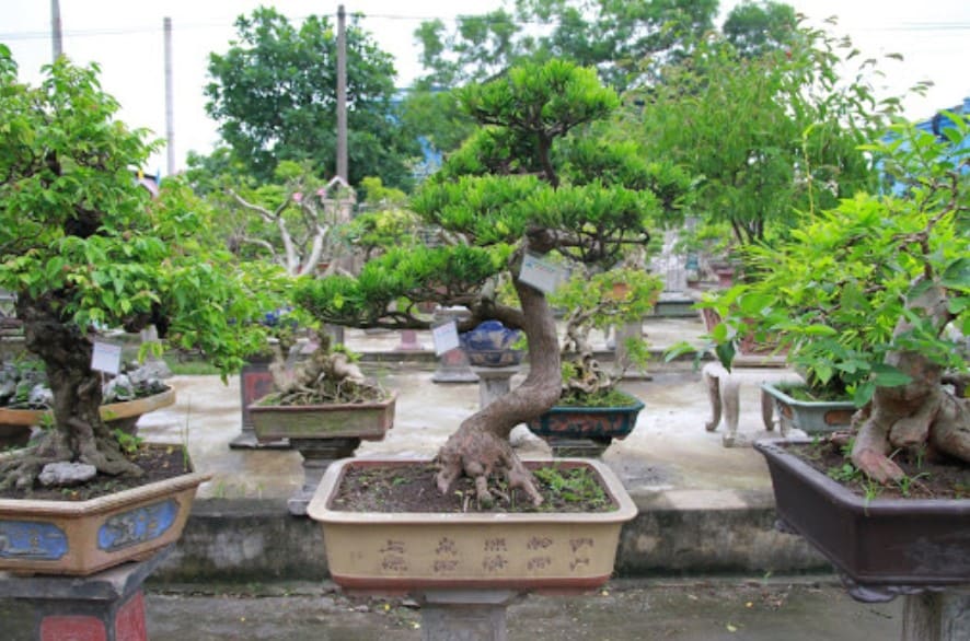 Những mẫu bonsai đẹp nhất hiện nay